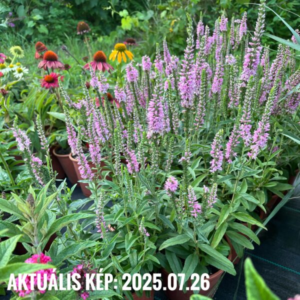 Veronika - Veronica spicata 'Moody Blues Dark Pink' - Image 3