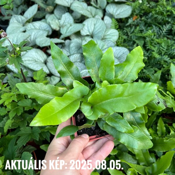 Gímpáfrány - Asplenium scolopendrium - Image 3