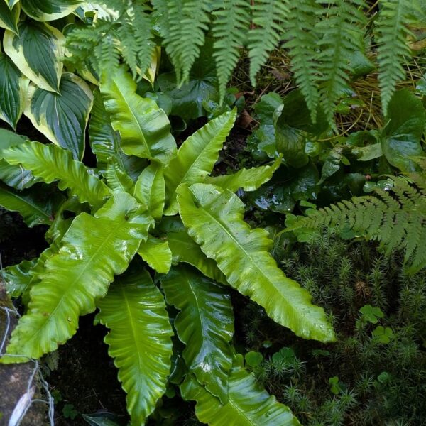 Gímpáfrány - Asplenium scolopendrium - Image 4