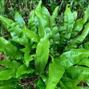 Gímpáfrány - Asplenium scolopendrium