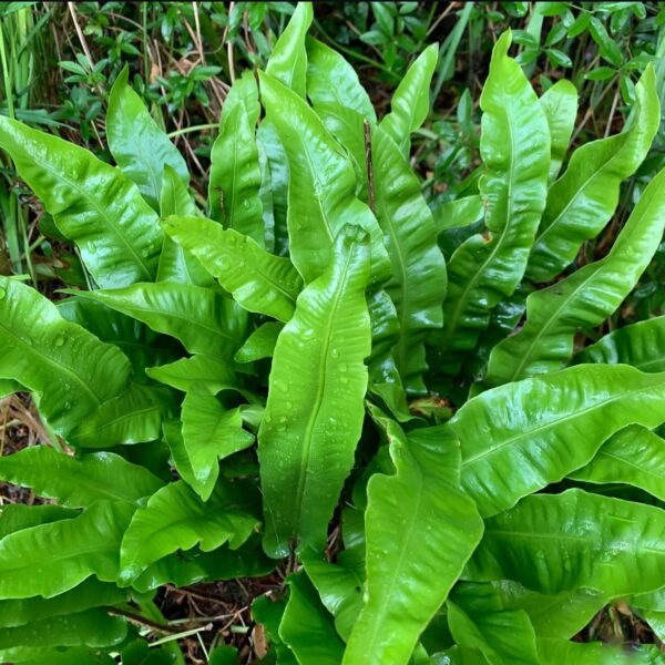 Gímpáfrány - Asplenium scolopendrium