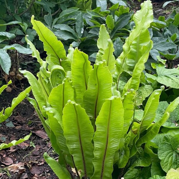 Gímpáfrány - Asplenium scolopendrium - Image 2