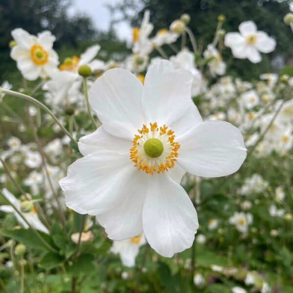 Japán szellőrózsa - Anemone x hybrida ‘Honorine Jobert’ - Image 2