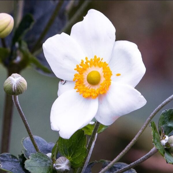 Japán szellőrózsa - Anemone x hybrida ‘Honorine Jobert’