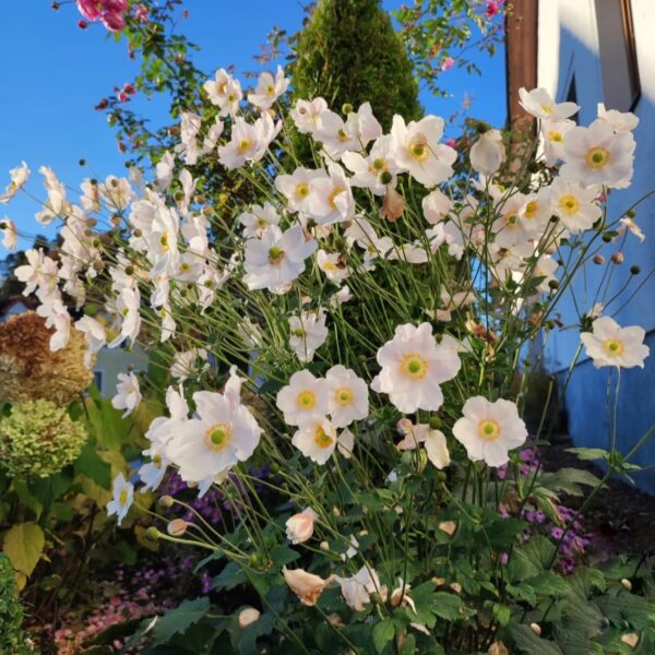 Japán szellőrózsa - Anemone x hybrida ‘Honorine Jobert’ - Image 4
