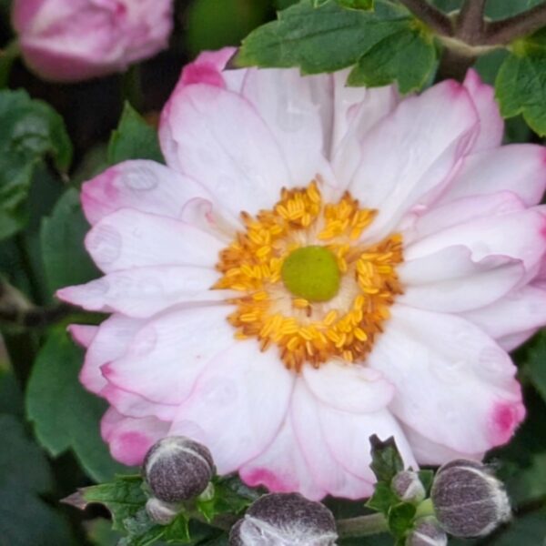 Japán szellőrózsa - Anemone x hybrida ‘Royal Candy’ - Image 2