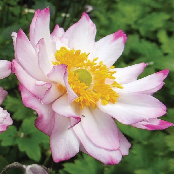 Japán szellőrózsa - Anemone x hybrida ‘Royal Candy’ - Image 3