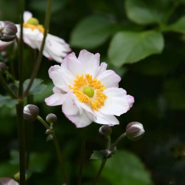 Japán szellőrózsa - Anemone x hybrida ‘Royal Candy’ - Image 4