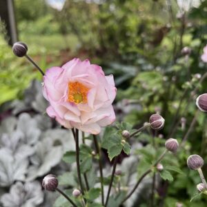 Japán szellőrózsa - Anemone x hybrida ‘Royal Candy’