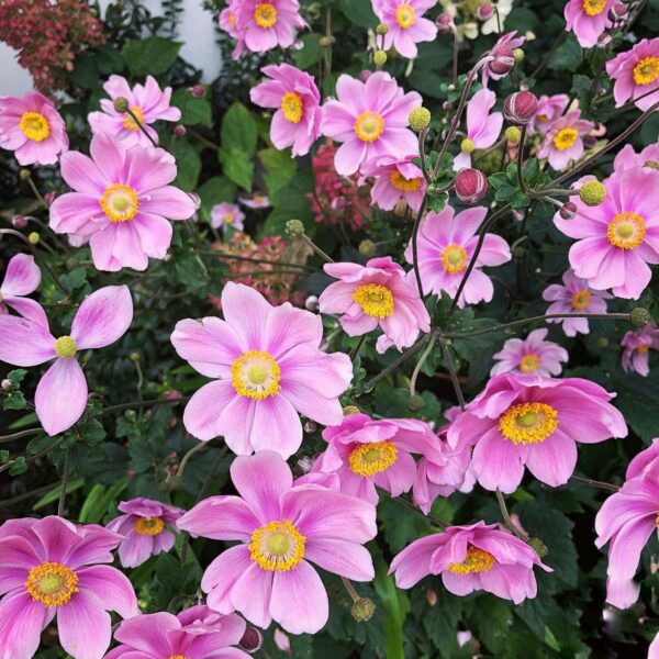 Japán szellőrózsa - Anemone x hybrida ‘Serenade’ - Image 2