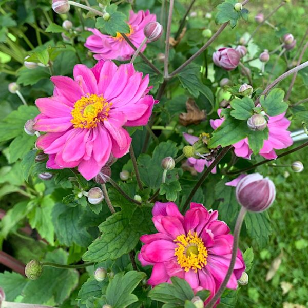 Japán szellőrózsa - Anemone x hybrida ‘Serenade’ - Image 3