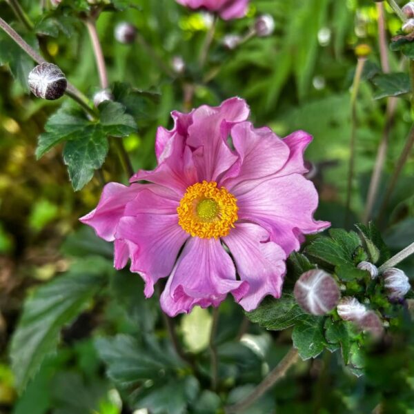 Japán szellőrózsa - Anemone x hybrida ‘Serenade’ - Image 4