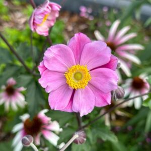 Japán szellőrózsa - Anemone x hybrida ‘Serenade’