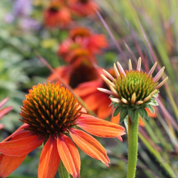 Kasvirág – Echinacea 'Lakota Orange' - Image 2