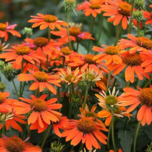 Kasvirág – Echinacea 'Lakota Orange'