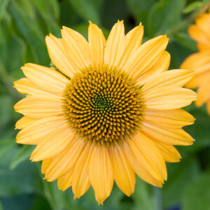 Kasvirág – Echinacea 'Lakota Yellow'