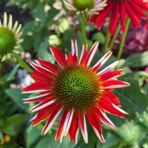 Kasvirág – Echinacea Sombrero 'Salsa Red'