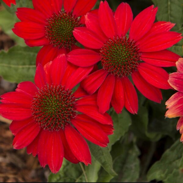Kasvirág – Echinacea Sombrero 'Salsa Red' - Image 2