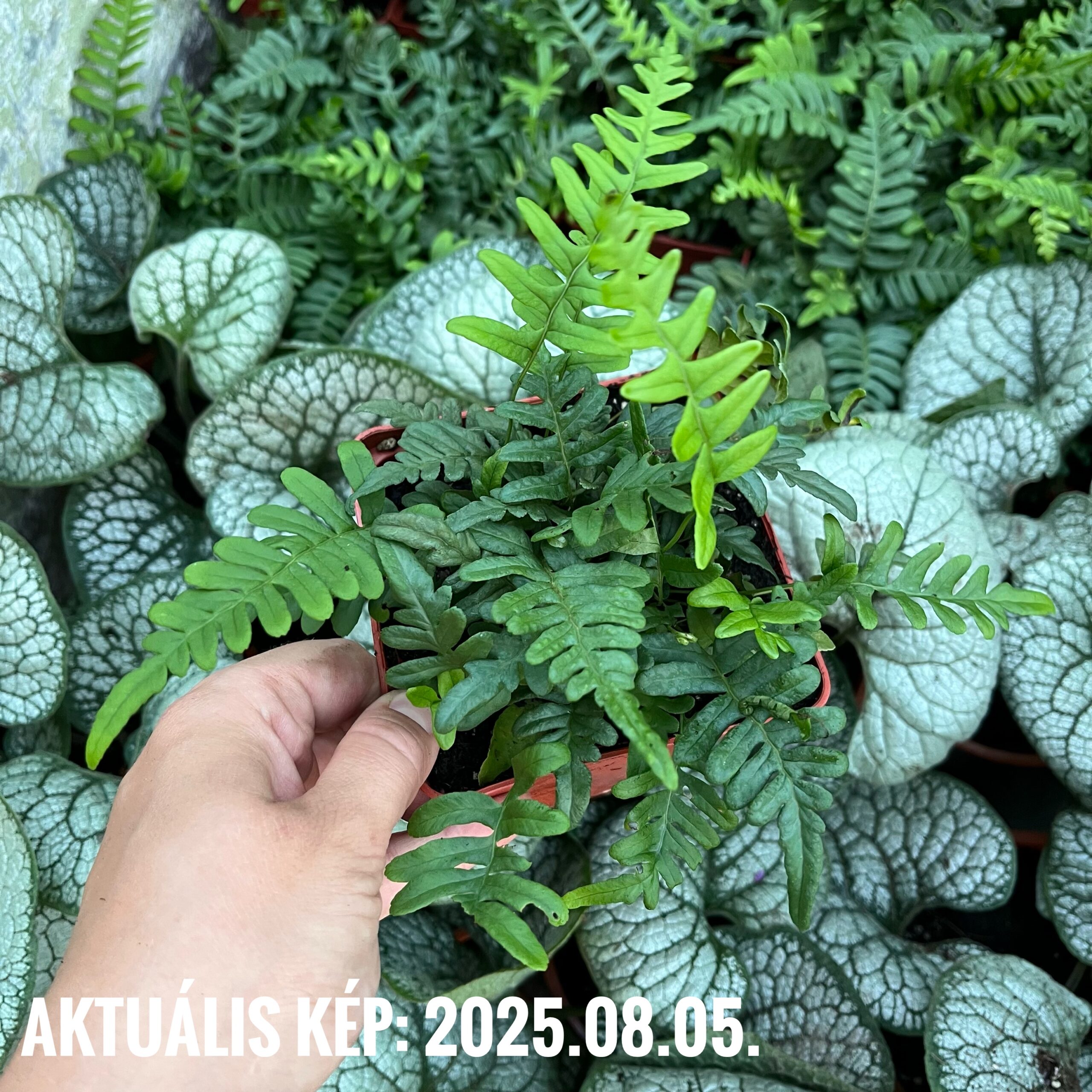 Közönséges édesgyökerű páfrány - Polypodium vulgare 2 Közönséges édesgyökerű páfrány - Polypodium vulgare - Image 2