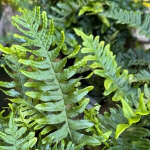 Közönséges édesgyökerű páfrány - Polypodium vulgare