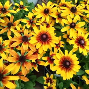 Kúpvirág - Rudbeckia MINIBECKIA 'Flame'