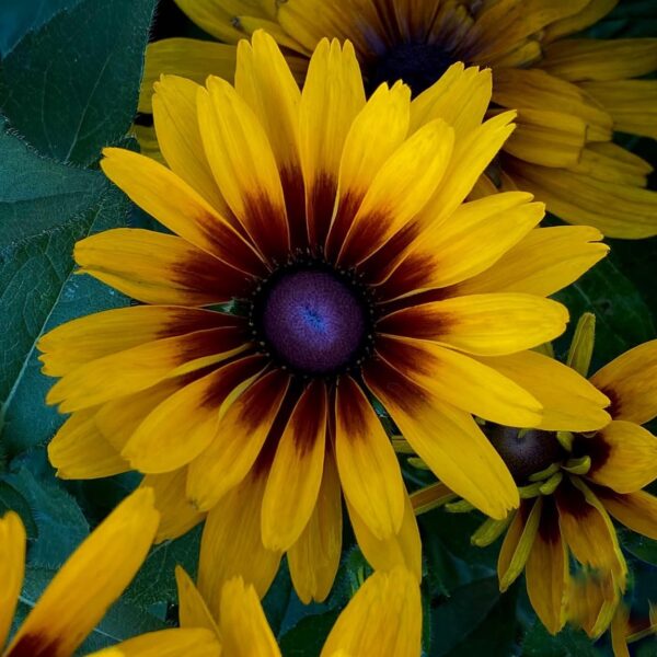 Kúpvirág - Rudbeckia MINIBECKIA 'Flame' - Image 2