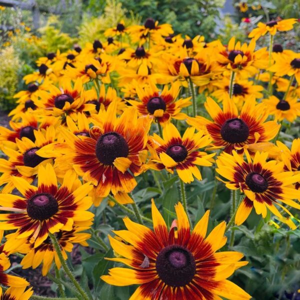 Kúpvirág - Rudbeckia MINIBECKIA 'Flame' - Image 3
