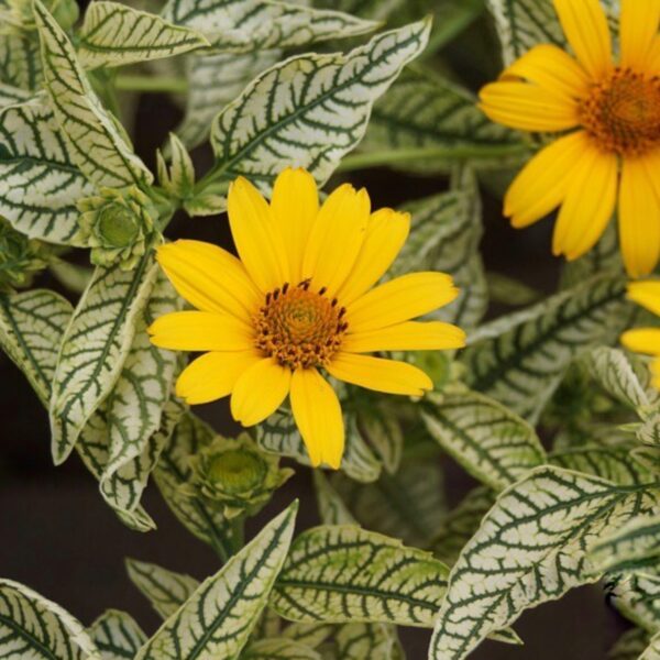 Heliopsis helianthoides 'Loraine Sunshine' - Napfényvirág - Image 2