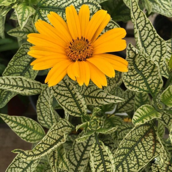 Heliopsis helianthoides 'Loraine Sunshine' - Napfényvirág - Image 4