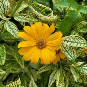Heliopsis helianthoides 'Loraine Sunshine' - Napfényvirág