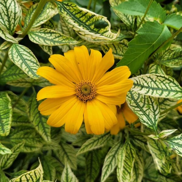 Heliopsis helianthoides 'Loraine Sunshine' - Napfényvirág