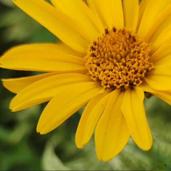 Heliopsis helianthoides 'Loraine Sunshine' - Napfényvirág - Image 3