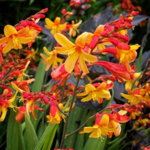 Sáfrányfű - Crocosmia 'Harlequin'
