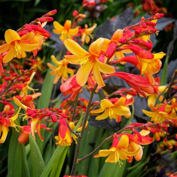 Sáfrányfű - Crocosmia 'Harlequin'