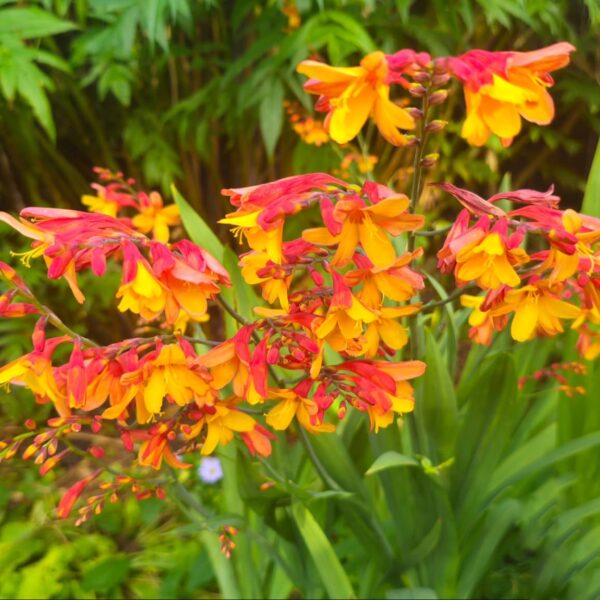 Sáfrányfű - Crocosmia 'Harlequin' - Image 2