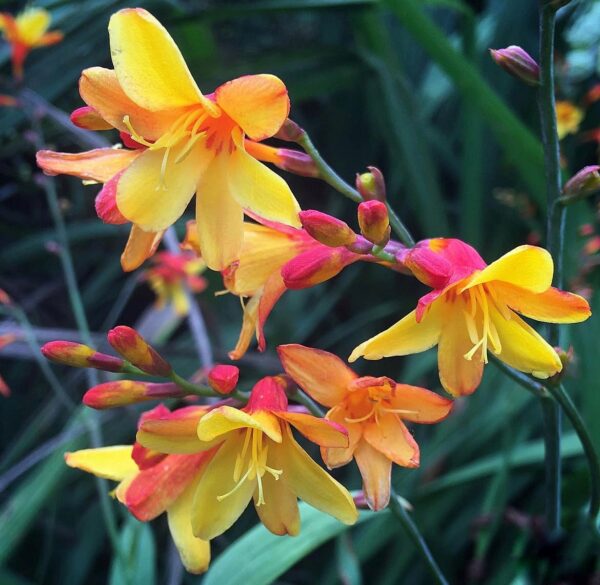 Sáfrányfű - Crocosmia 'Harlequin' - Image 3
