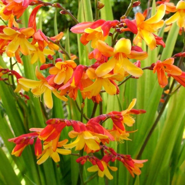 Sáfrányfű - Crocosmia 'Harlequin' - Image 4