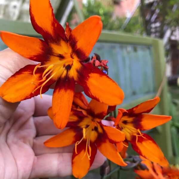 Sáfrányfű - Crocosmia 'Walberton's Bright Eyes' - Image 2
