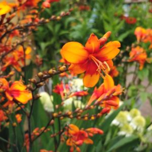 Sáfrányfű - Crocosmia 'Walberton's Bright Eyes'
