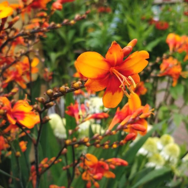 Sáfrányfű - Crocosmia 'Walberton's Bright Eyes'