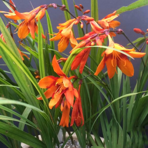 Sáfrányfű - Crocosmia 'Walberton's Bright Eyes' - Image 3