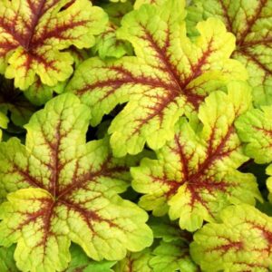Tűzeső – Heuchera 'Alabama Sunrise'