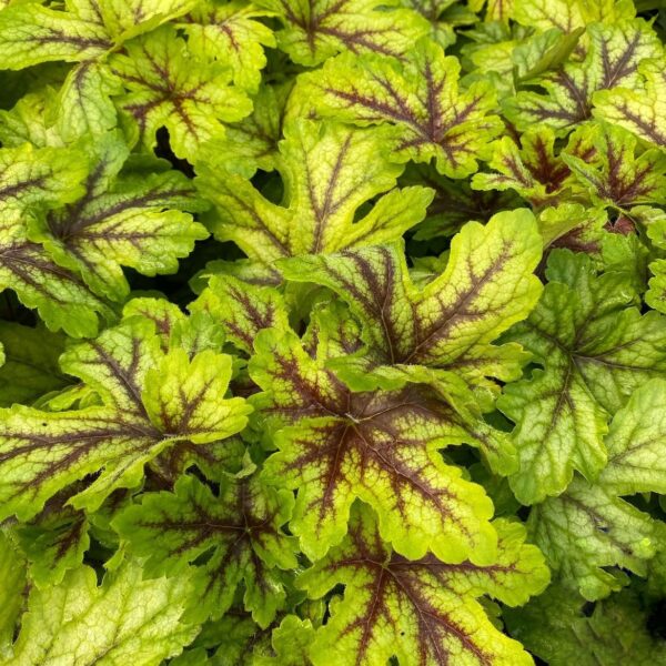 Tűzeső – Heuchera 'Alabama Sunrise' - Image 2