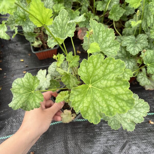 Tűzeső - Heuchera 'Dale's Strain' - Image 2