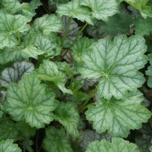 Tűzeső - Heuchera 'Dale's Strain'