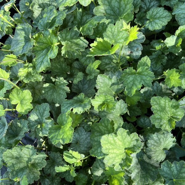 Tűzeső - Heuchera 'Dale's Strain' - Image 3