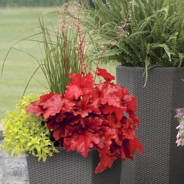 Tűzeső – Heuchera 'Forever Red' - Image 4