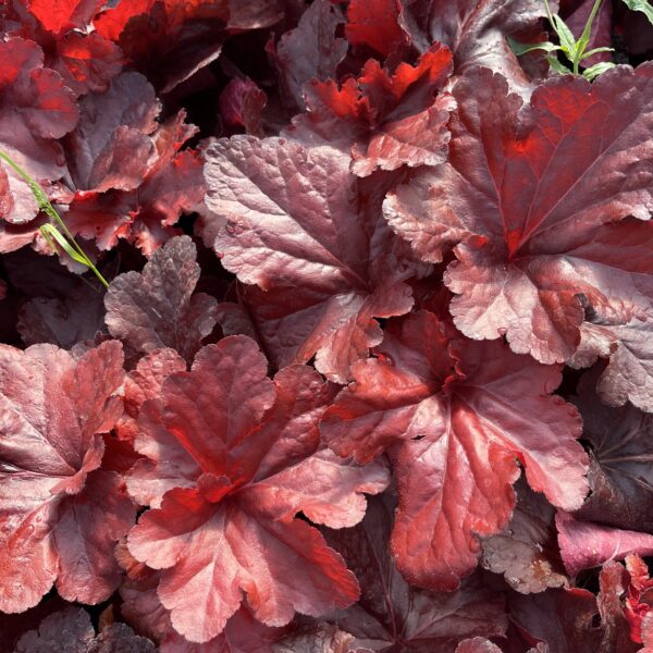 Tűzeső – Heuchera 'Forever Red' - Image 3