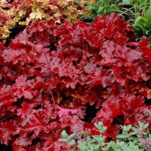 Tűzeső – Heuchera 'Forever Red'