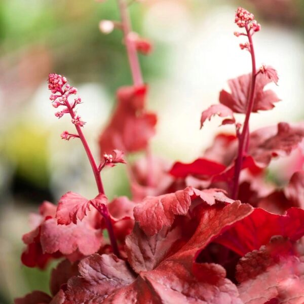 Tűzeső – Heuchera 'Forever Red' - Image 2